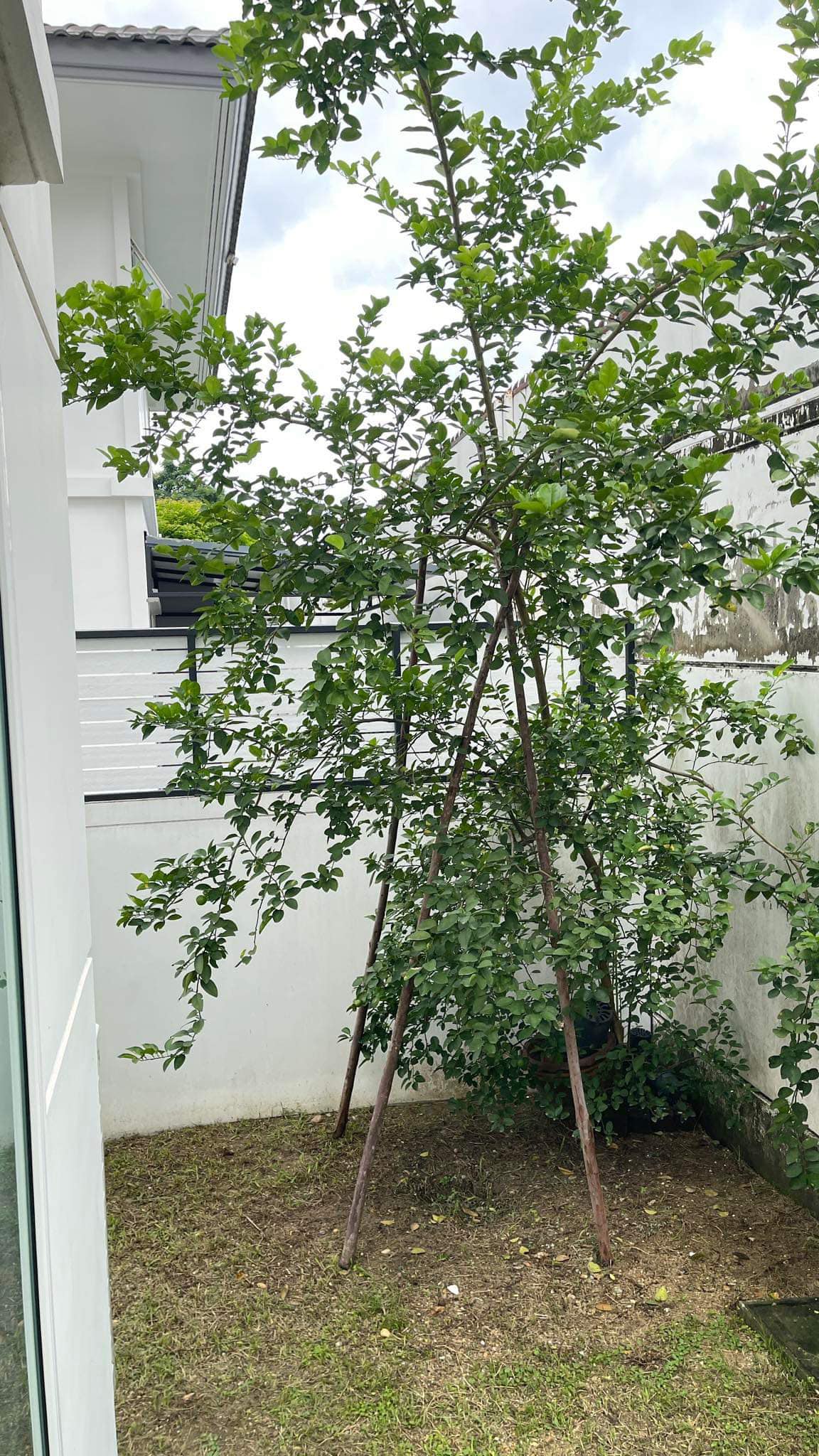 หมู่บ้าน ชัยพฤกษ์วงแหวนรามอินทรา27